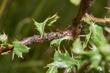 Symbiosis of ants and aphids. The ant tickles the aphids with its antennae, and it gives off a drop of sweet liquid. For this, ants graze or protect aphids from ladybugs, lacewings and birds.