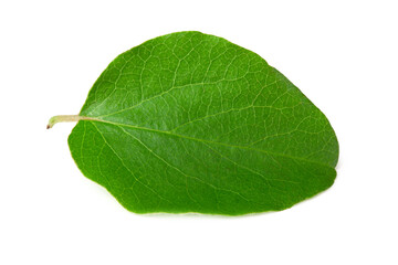 Obraz premium one green apple leaf isolated on white background