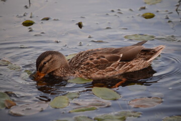 duck in the water