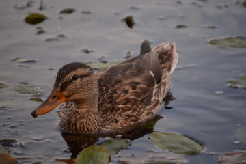 duck in the water