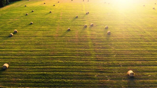 Yellow haystacks lie on a field at sunset. Aerial view