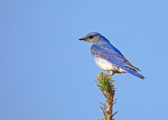 Mountain bluebird at Rainier National Park, Washington