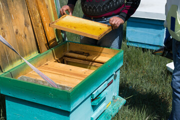A farmer on a bee apiary holds frames with wax honeycombs. Planned preparation for the collection of honey.