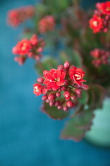 Kalanchoe plant with red flowers, Kalanchoe blossfeldiana,  city garden plant