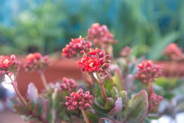 Kalanchoe plant with red flowers, Kalanchoe blossfeldiana,  city garden plant