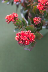 Kalanchoe plant with red flowers, Kalanchoe blossfeldiana,  city garden plant
