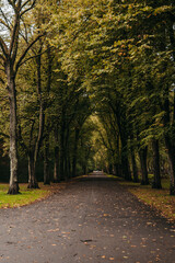 autumn in the park path 