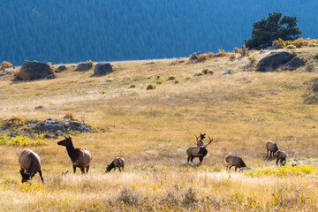 Fototapeta na wymiar Elk Herd on a Beautiful Rocky Mountain Evening