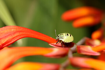 Common Green Shieldbug, (Palomena prasina), nymph