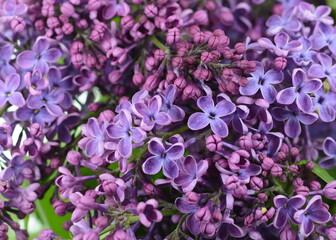Lilac flowers in the garden. 