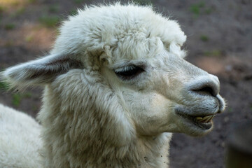 Obraz premium Cute grey and white trimmed Alpaca on the Alpaca Farm near Parnu town in South Estonia.