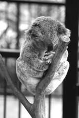 Cute Koala Bear in Queensland Australia sleeping in Eucalyptus Tree. Adorable Koala, in black and white, monochrome.