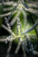 Aruncus dioicus (goatsbeard), New York State, USA.