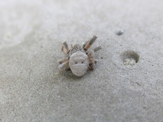 dead spider on beige background