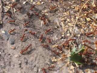 many ants near the anthill