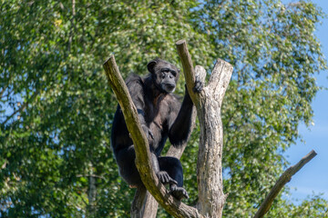 The problem of global warming. An old chimpanzee sits on top of a withered tree. People destroy the nature of the earth
