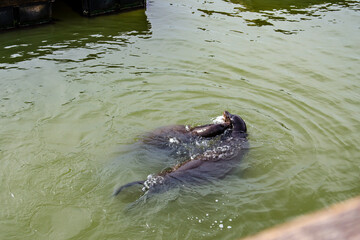Sea lions fight in the water