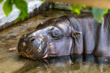 A pygmy hippopotamus rests and sleeps on the flooded steps of an abandoned old building. Nature recovers and drives people out.