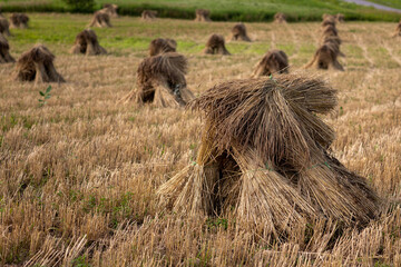 Amish wheat shocks, New York State, USA.