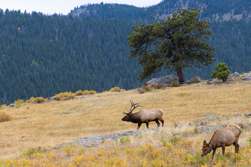 Fototapeta premium Elk Herd on a Beautiful Rocky Mountain Evening