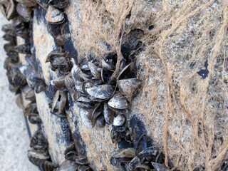mussel shells on the tire
