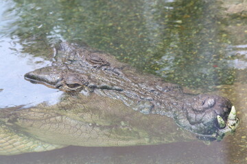 Beautiful portrait close up of the head of an australian crocodile, alligator, in Northern Territory, Australia.