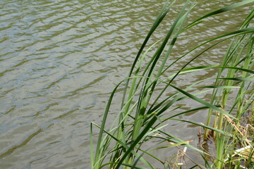 Water surface with reflections. Lake landscape.