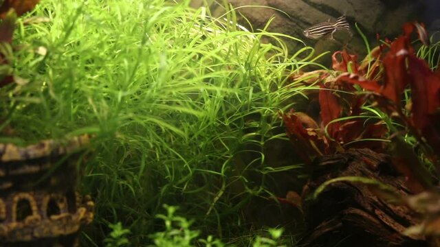 Two Celestial pearl danio (Danio margaritatus) swimming together in planted fish tank, detail