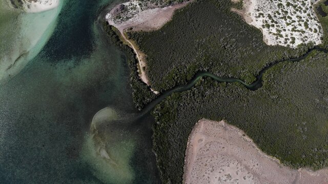 Ecosistema de manglar en medio del desierto, en la Pen&iacute;nsula de Baja California