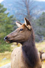 Elk Herd on a Beautiful Rocky Mountain Evening