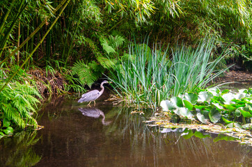 A heron walks through a swamp in search of food