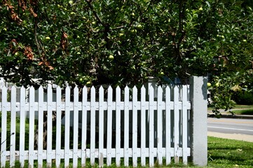 white picket fence with apple tree