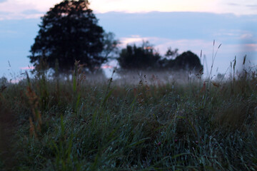 foggy meadow and evening sky