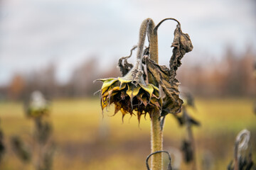 Withered sunflower on the field in late October evening in Espoo, Finland.
