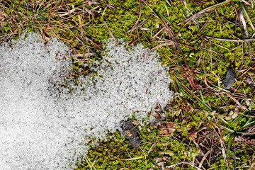 The end of winter. Snow photographed in the winter season, which appeared after a snowfall. close-up, part of the snow melted, puddles formed. through the snow sticks out dry grass.