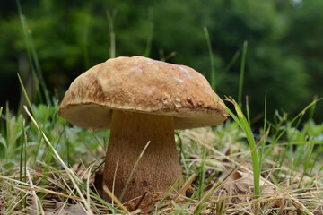 Boletus mushroom in spring forest. food from nature.