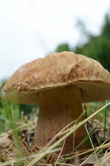 Boletus mushroom in spring forest. food from nature.