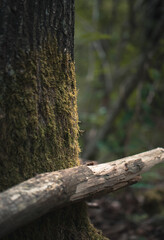 A wooden branch leaning towards a moss covered old tree, photo taken during hike in the forest.