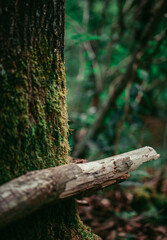 A wooden branch leaning towards a moss covered old tree, photo taken during hike in the forest.