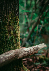 A wooden branch leaning towards a moss covered old tree, photo taken during hike in the forest.
