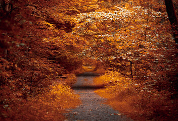 A small path through the autumn forest, branches hanging over the footpath, burning orange colors