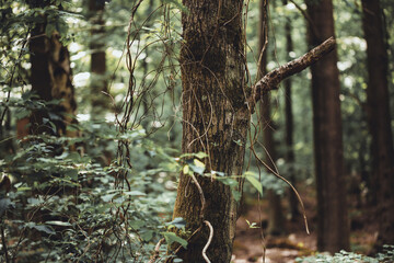 Vines hanging from an old birch tree, deep inside the djungle.