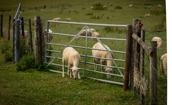 Newly shorn sheep grazing by a gate on Bredon Hill, Worcestershire Uk. In the English countryside.
