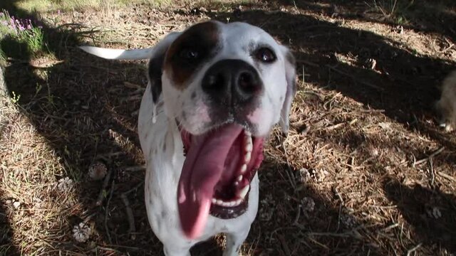 Simp&aacute;tico perro pointer mira fijamente a la c&aacute;mara con la legua fuera en un bosque.