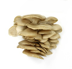 oyster mushroom isolated on white background 