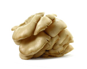 oyster mushroom isolated on white background 