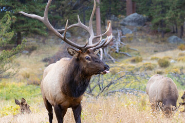 Naklejka na ściany i meble Elk Herd on a Beautiful Rocky Mountain Evening