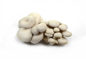 Fototapeta na wymiar oyster mushroom isolated on white background 