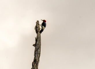 Red-Headed Woodpecker on a Dead Tree.