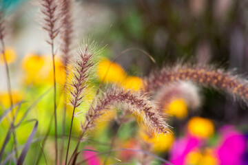 A closeup of grass and flowers in a garden